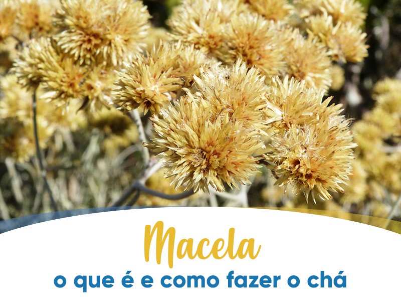 Macela: O que  e como fazer o ch